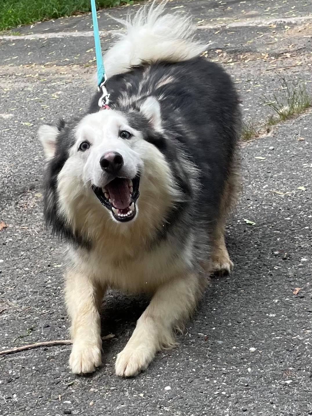 Anikiyo, an adoptable Husky in Old Westbury, NY, 11568 | Photo Image 5