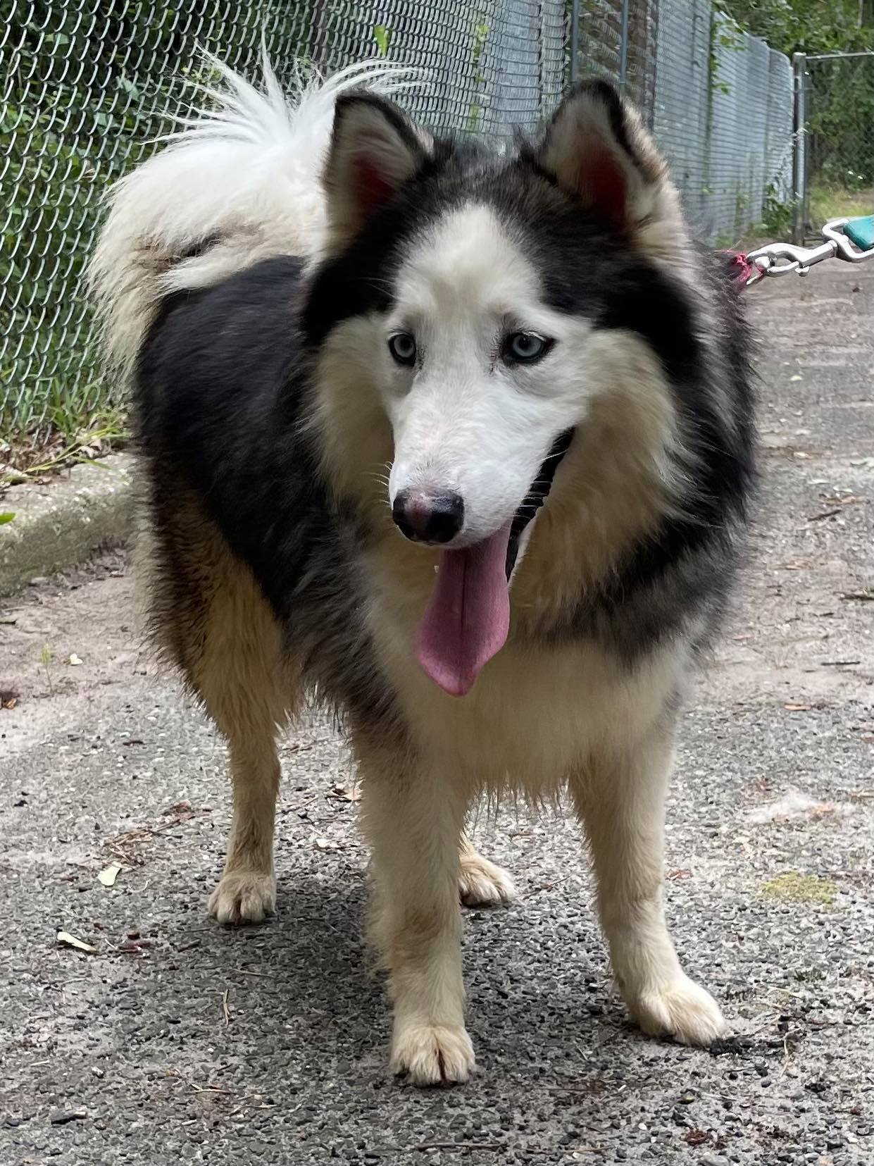 Anikiyo, an adoptable Husky in Old Westbury, NY, 11568 | Photo Image 6