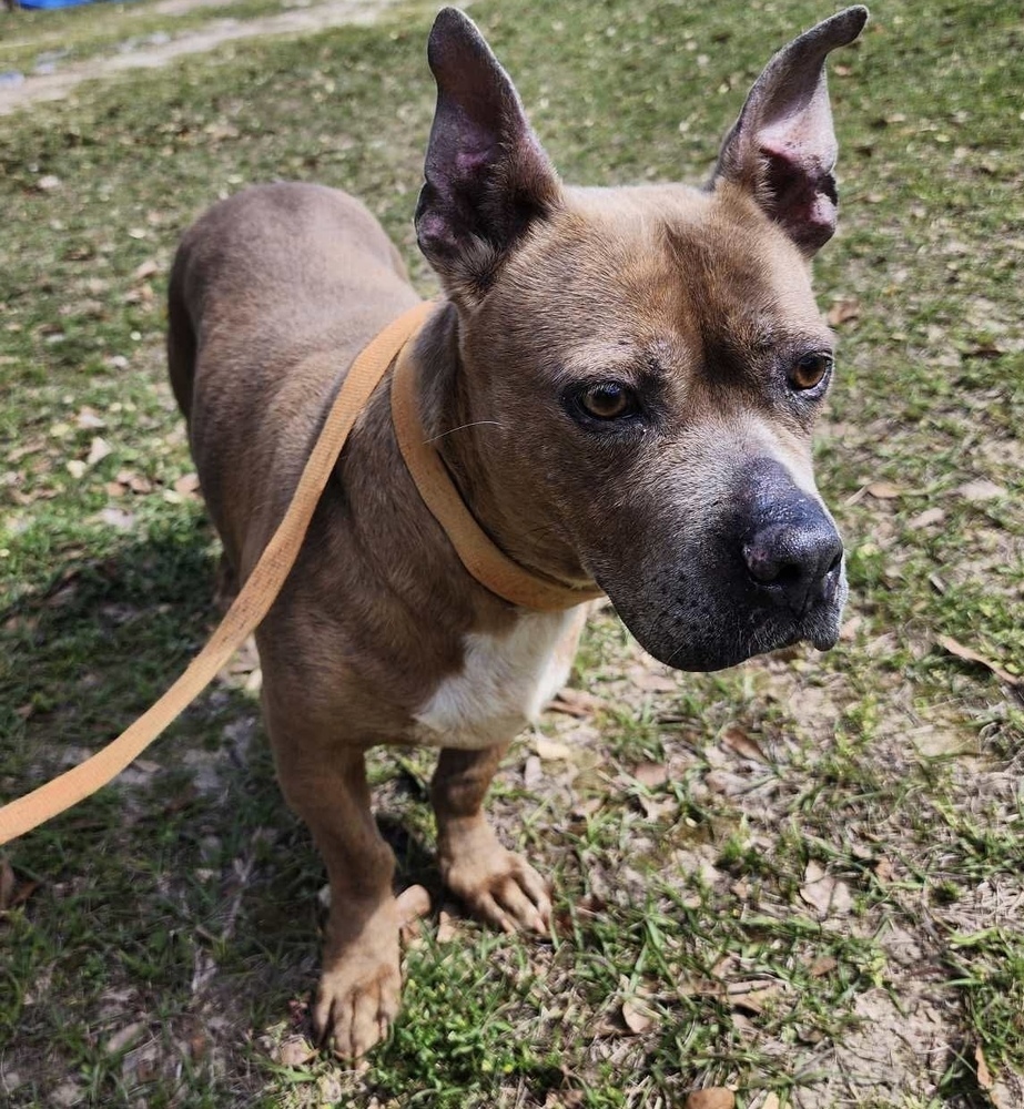 Blue, an adoptable Basset Hound, American Bulldog in Troy, AL, 36081 | Photo Image 1