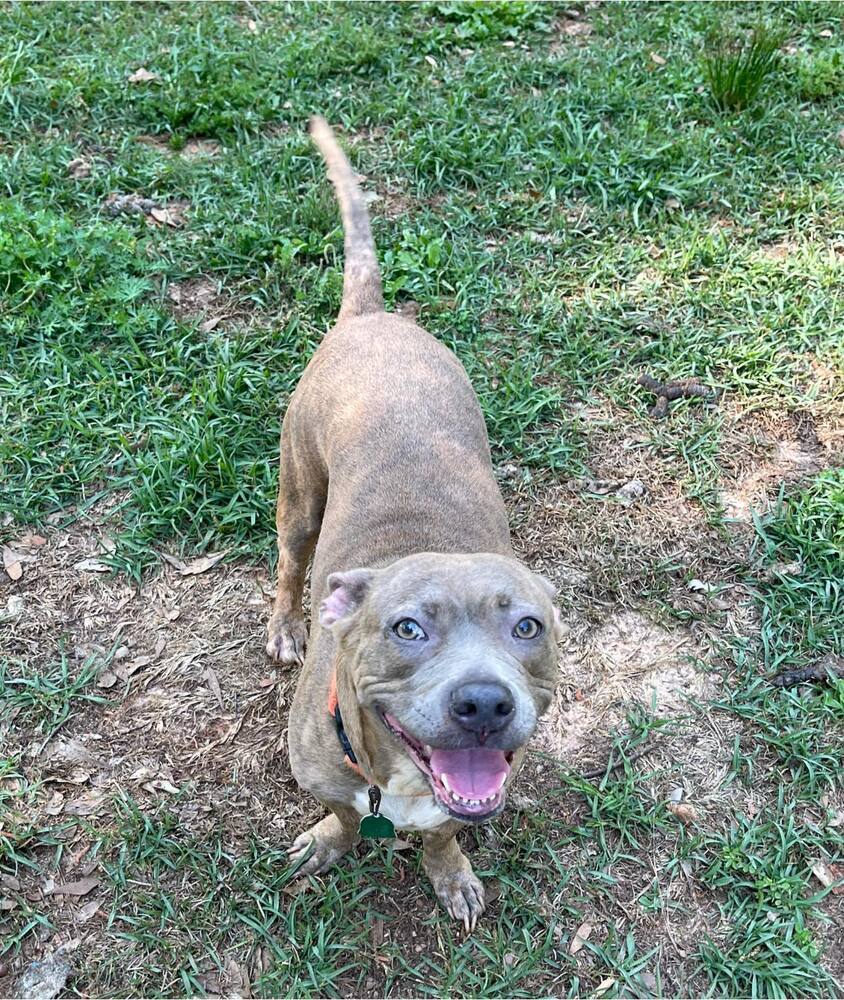 Blue, an adoptable Basset Hound, American Bulldog in Troy, AL, 36081 | Photo Image 1