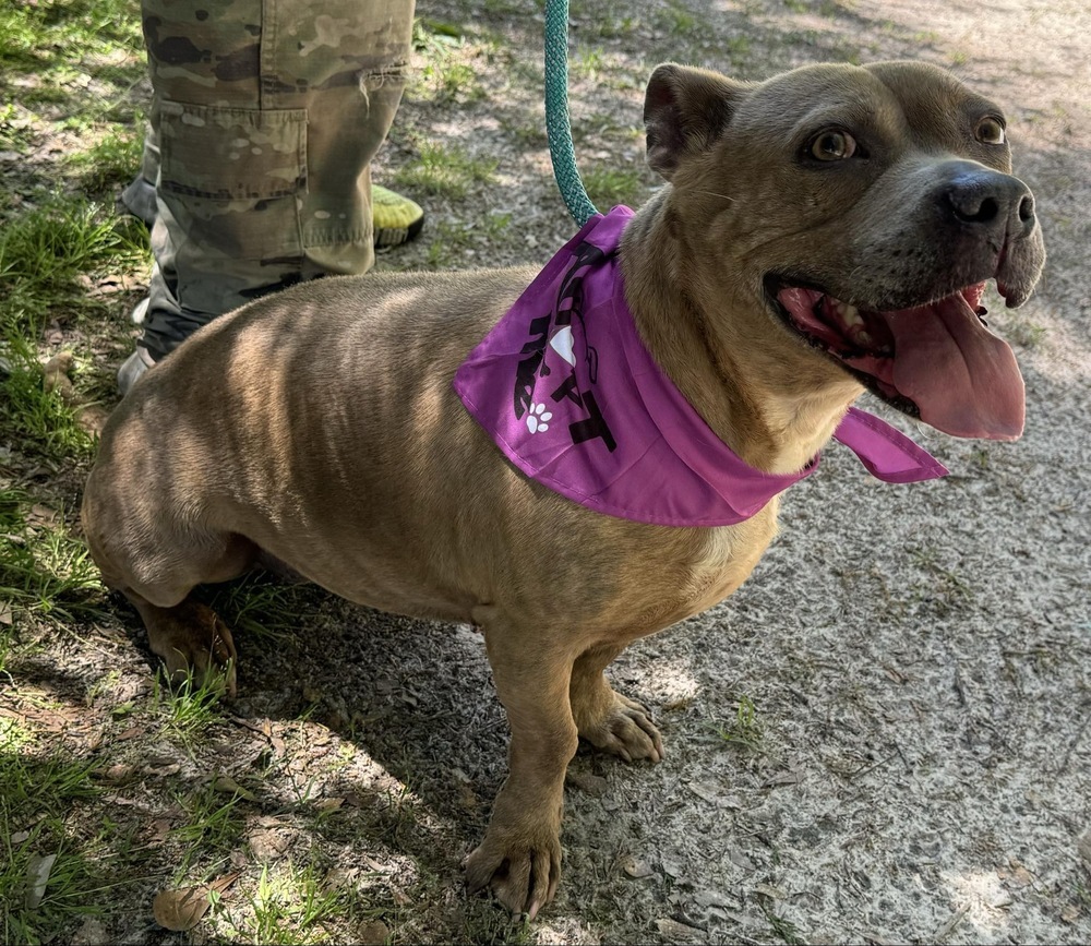 Blue, an adoptable Basset Hound, American Bulldog in Troy, AL, 36081 | Photo Image 4