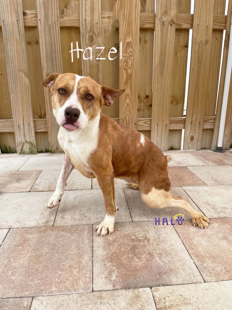 Hazel, an adoptable Mixed Breed, Pit Bull Terrier in Sebastian, FL, 32958 | Photo Image 2