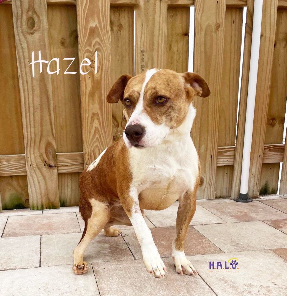Hazel, an adoptable Mixed Breed, Pit Bull Terrier in Sebastian, FL, 32958 | Photo Image 3