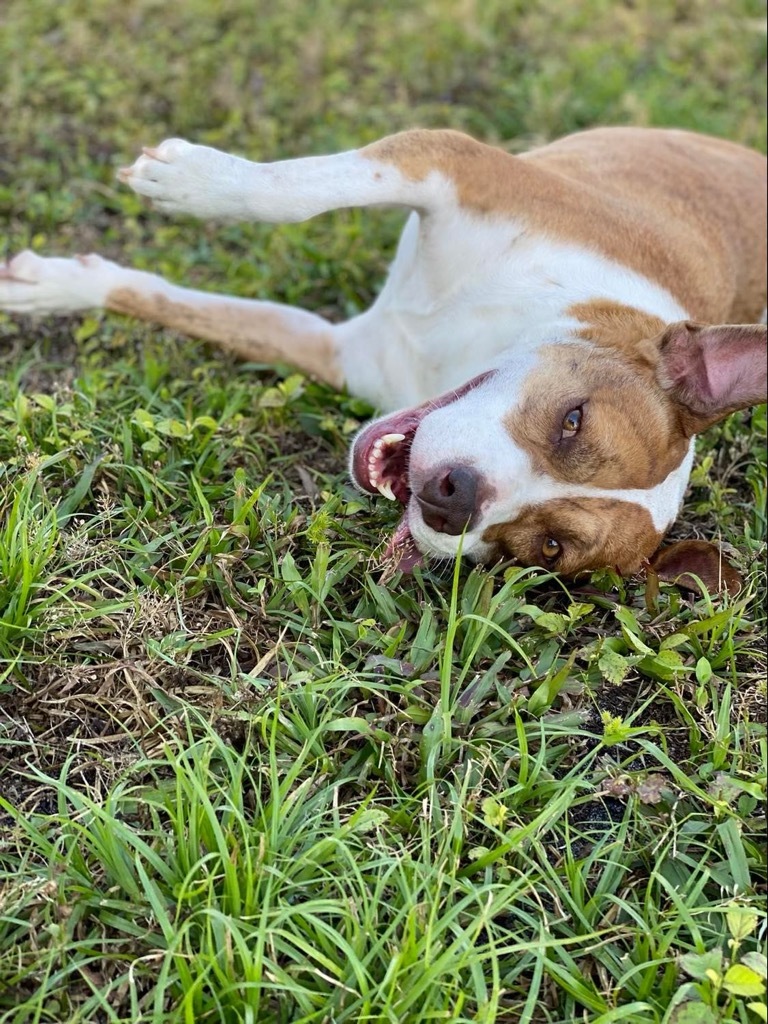 Hazel, an adoptable Mixed Breed, Pit Bull Terrier in Sebastian, FL, 32958 | Photo Image 6
