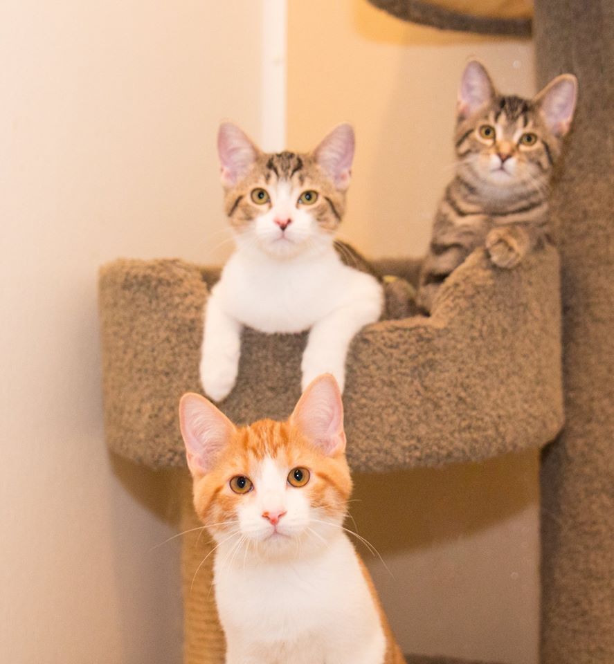 Kittens/Cats at Medina Petsmart, an adoptable Domestic Short Hair in Medina, OH, 44256 | Photo Image 1