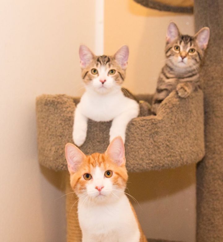 Kittens/Cats at Medina Petsmart 1