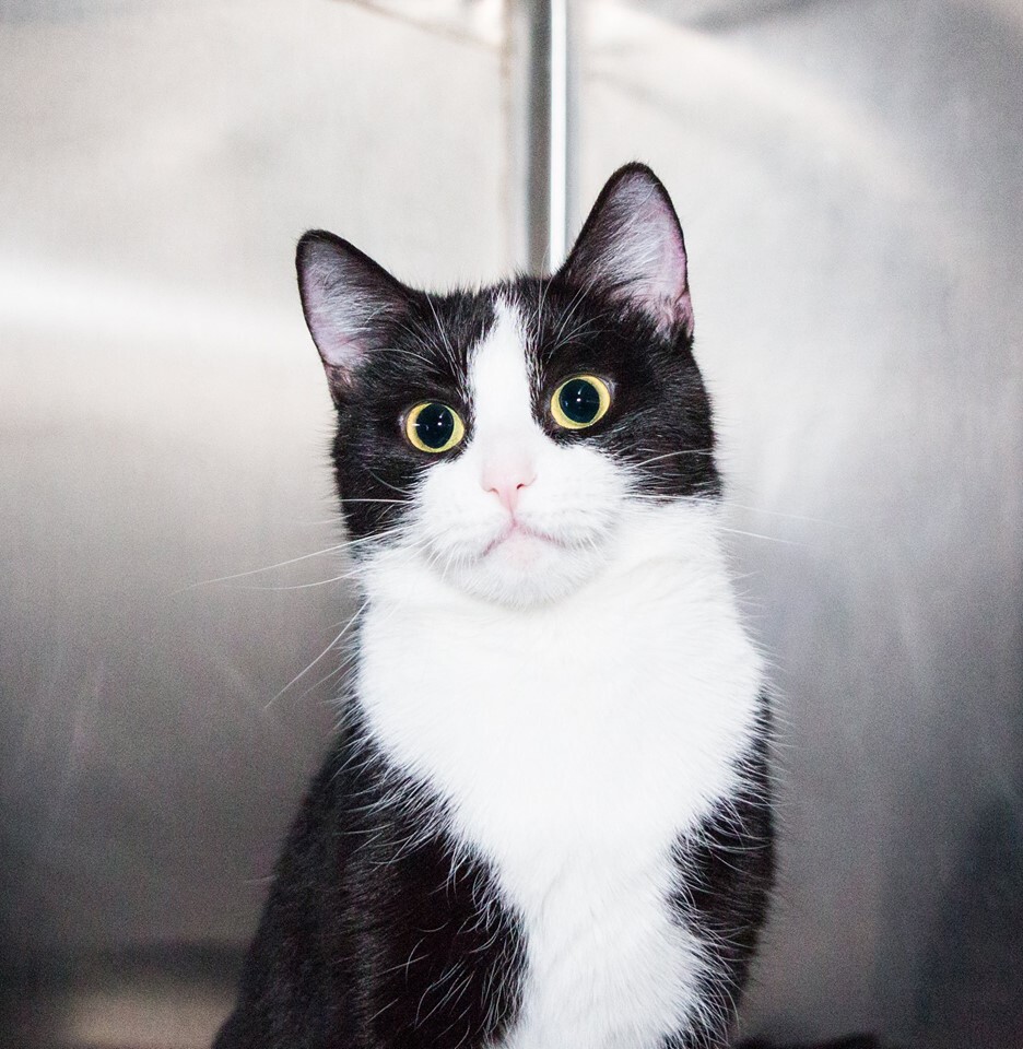 Kittens/Cats at Medina Petsmart, an adoptable Domestic Short Hair in Medina, OH, 44256 | Photo Image 2