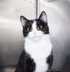 Kittens/Cats at Medina Petsmart photo 2