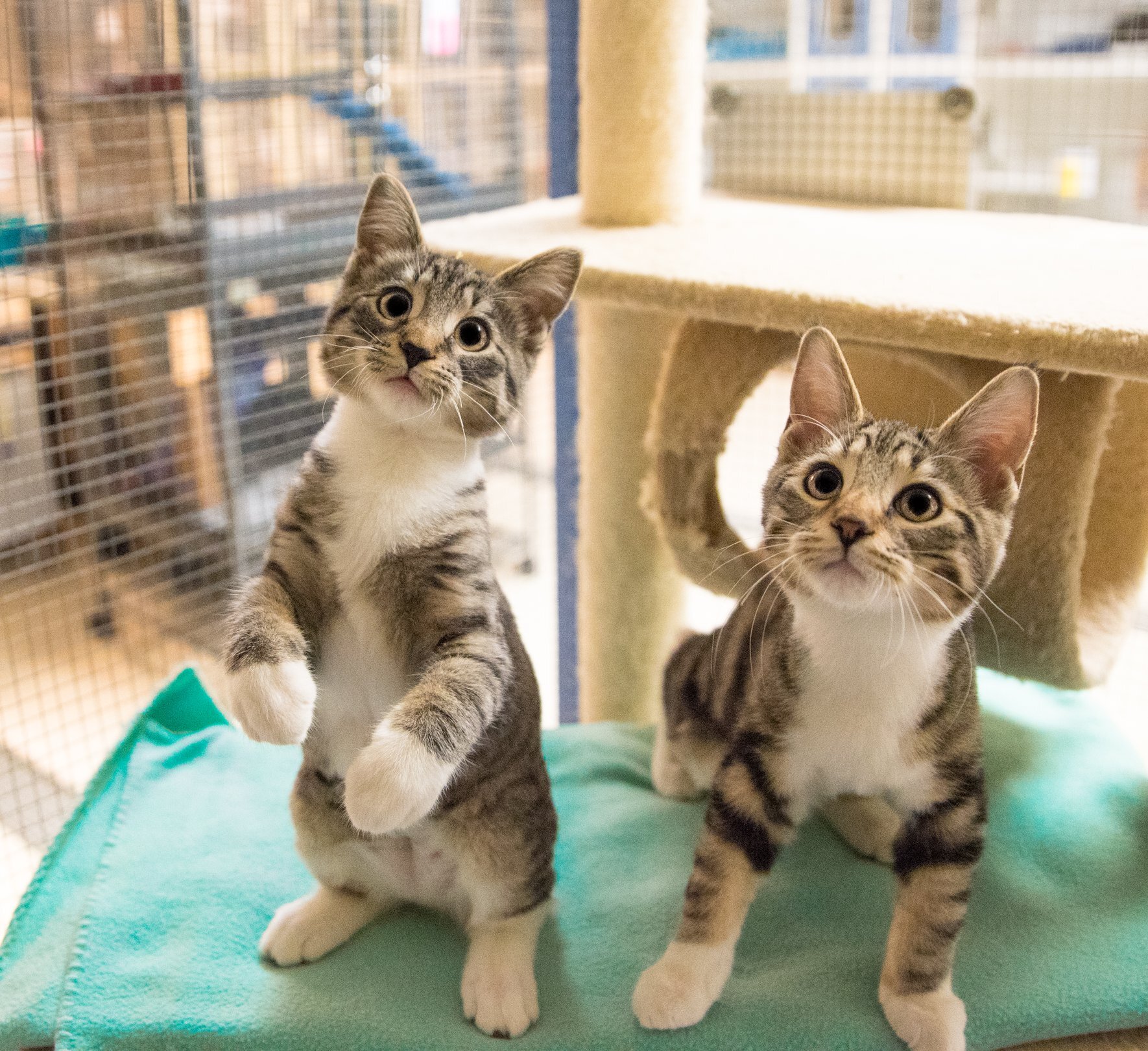 Cat for adoption - Kittens at Midlothian PetSmart store, a