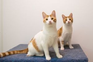 Cat/Kittens at Pet Supplies Plus Medina