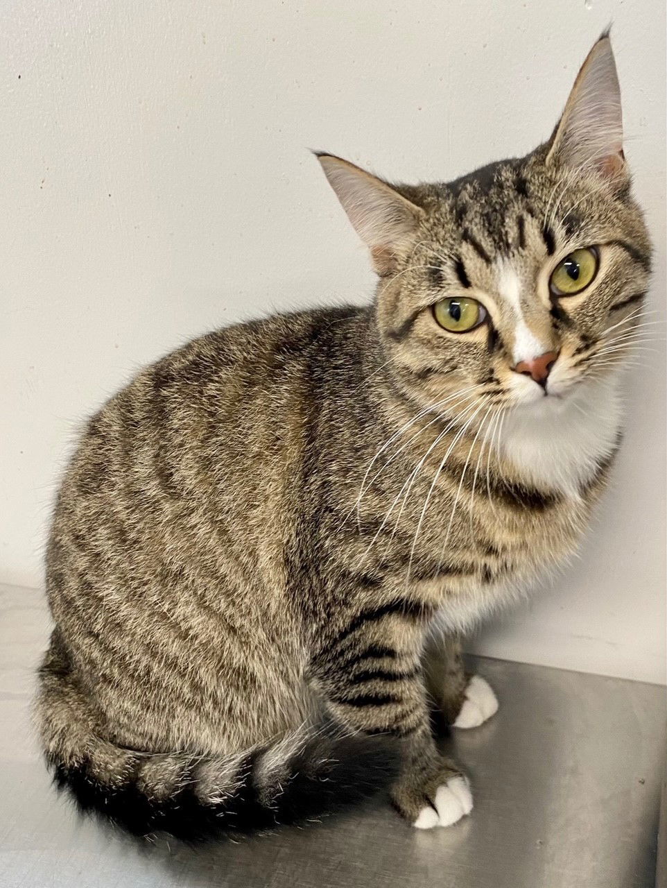 Socks, an adoptable Domestic Short Hair in Sistersville, WV, 26175 | Photo Image 1