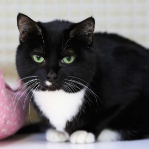 DOB 101412 DeeDee is a pretty short-haired black and white butter ball with an all black face wit