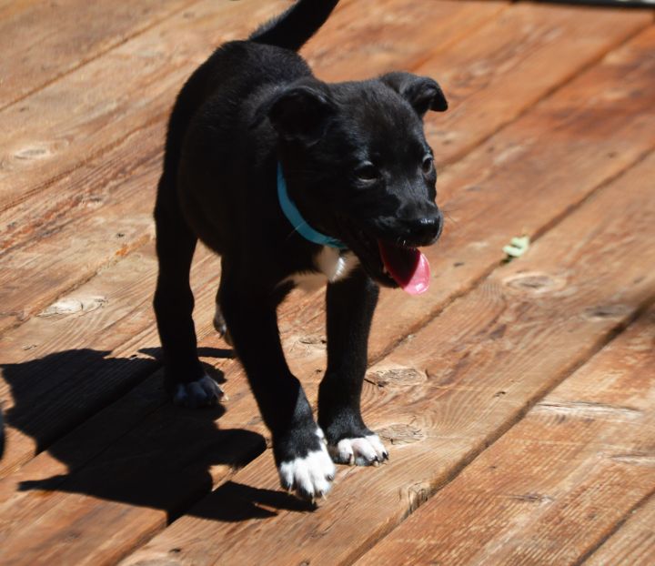 Dog For Adoption Littles Litter Von Blue A Mixed Breed In Oakdale Mn Petfinder