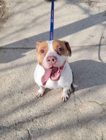 Tzu Tzu, an adoptable Pit Bull Terrier, American Staffordshire Terrier in Frankenmuth, MI, 48734 | Photo Image 1