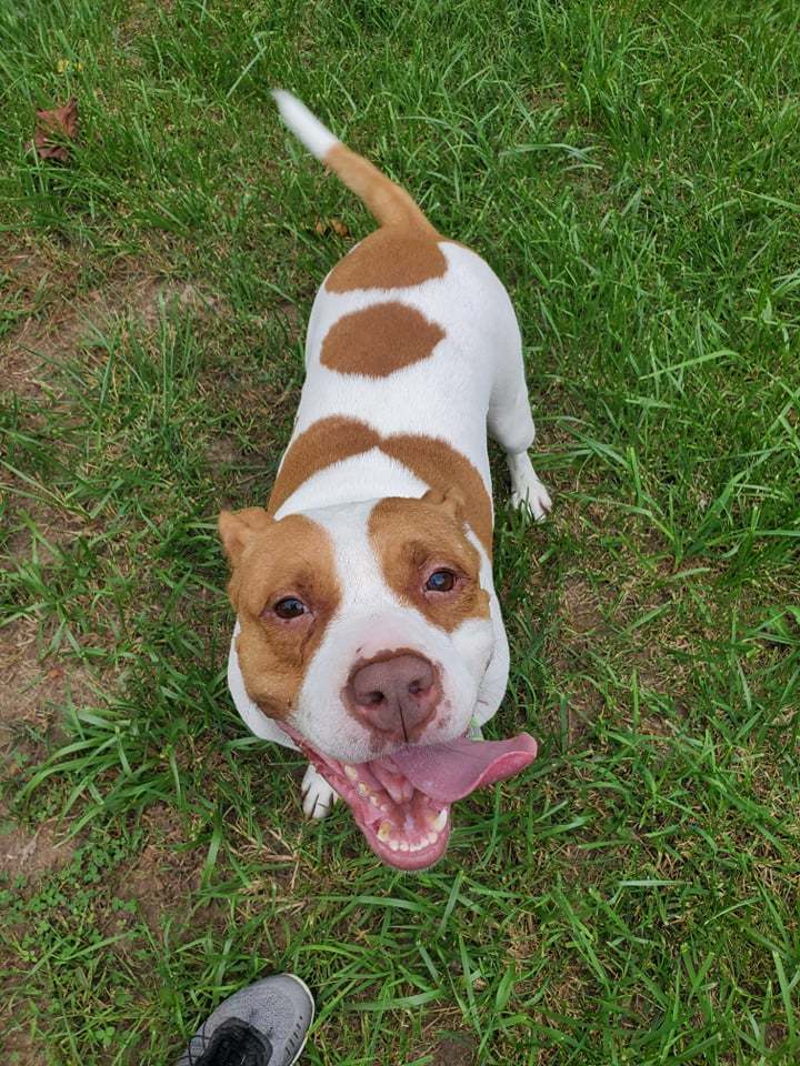 Tzu Tzu, an adoptable Pit Bull Terrier, American Staffordshire Terrier in Frankenmuth, MI, 48734 | Photo Image 2