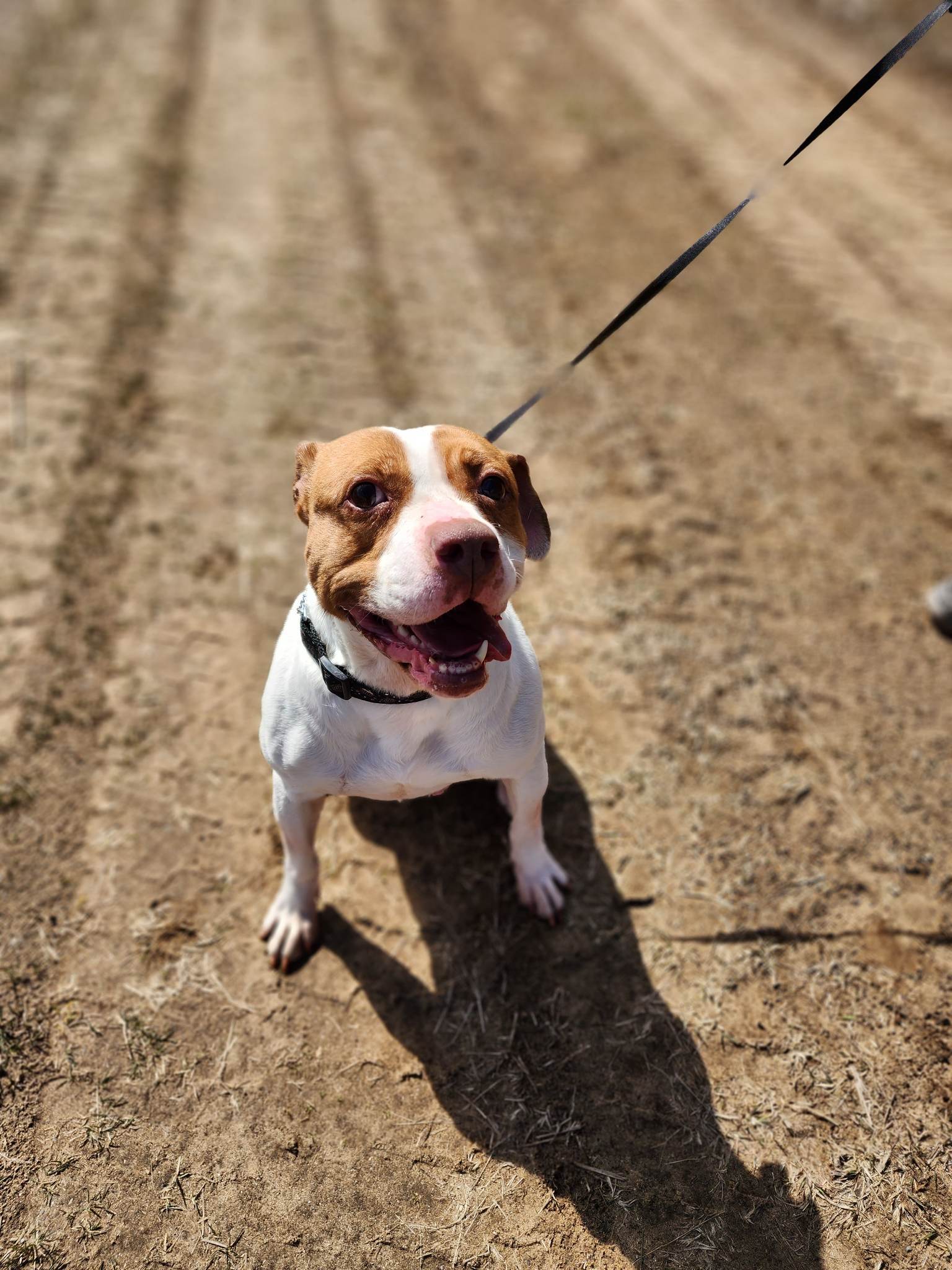 Tzu Tzu, an adoptable Pit Bull Terrier, American Staffordshire Terrier in Frankenmuth, MI, 48734 | Photo Image 3