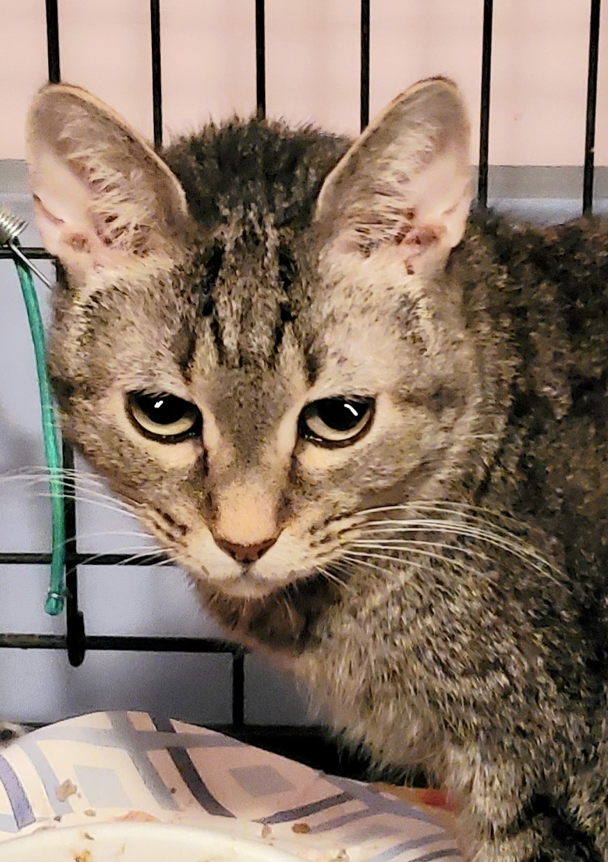 Bennington Tizzy, an adoptable Abyssinian, Bengal in Lyons, IL, 60534 | Photo Image 3