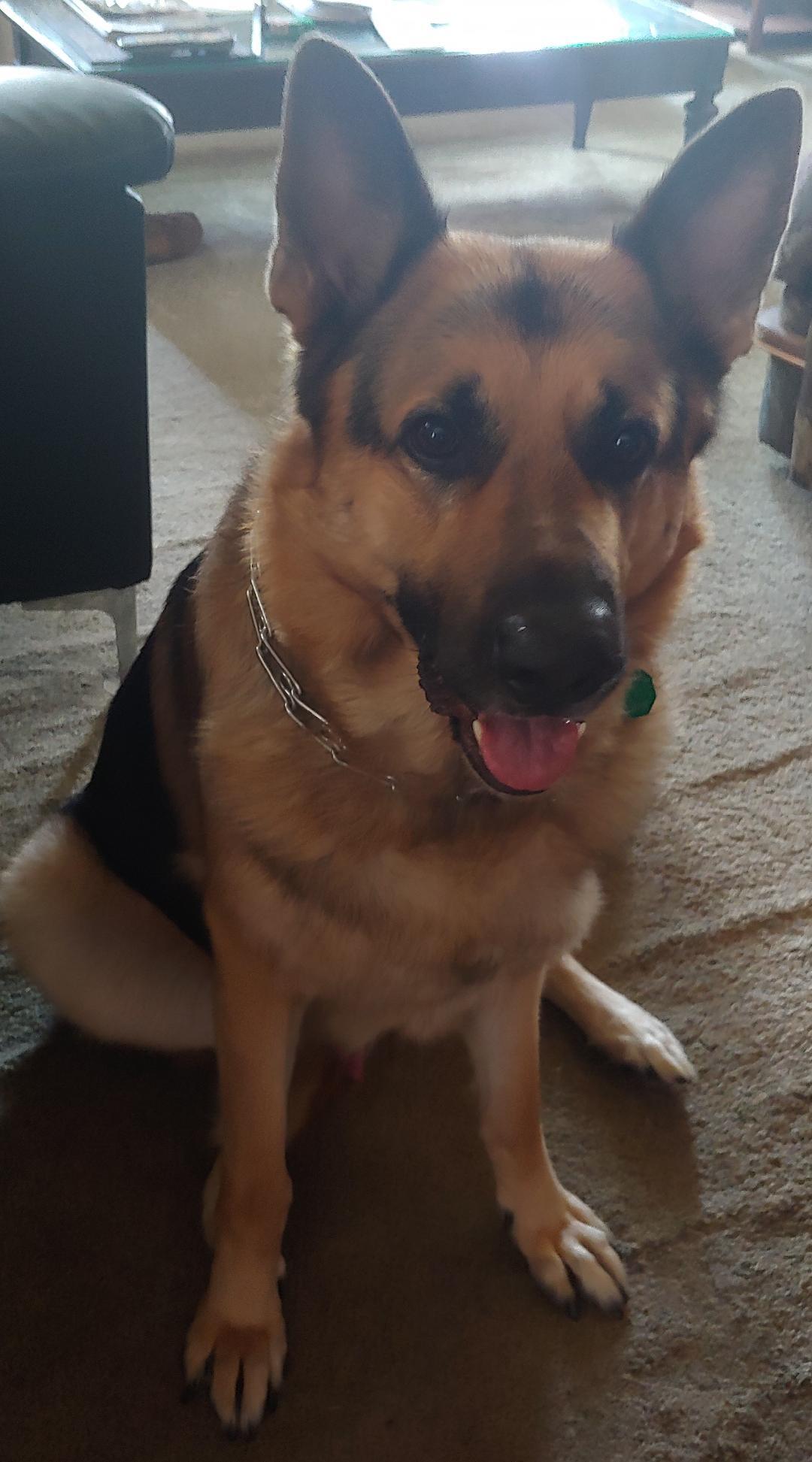 Bolo, an adoptable German Shepherd Dog in Oberlin, OH, 44074 | Photo Image 1