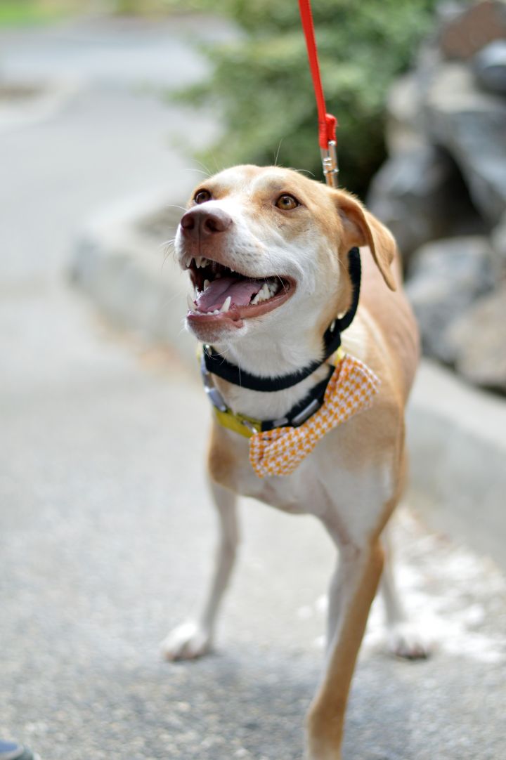 Tory, an adoptable Thai Ridgeback & Yellow Labrador Retriever Mix in Pasco, WA_image-1