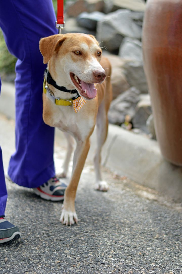 Tory, an adoptable Thai Ridgeback & Yellow Labrador Retriever Mix in Pasco, WA_image-2