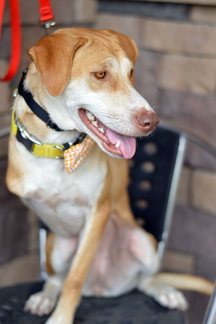 Tory, an adoptable Thai Ridgeback & Yellow Labrador Retriever Mix in Pasco, WA_image-4