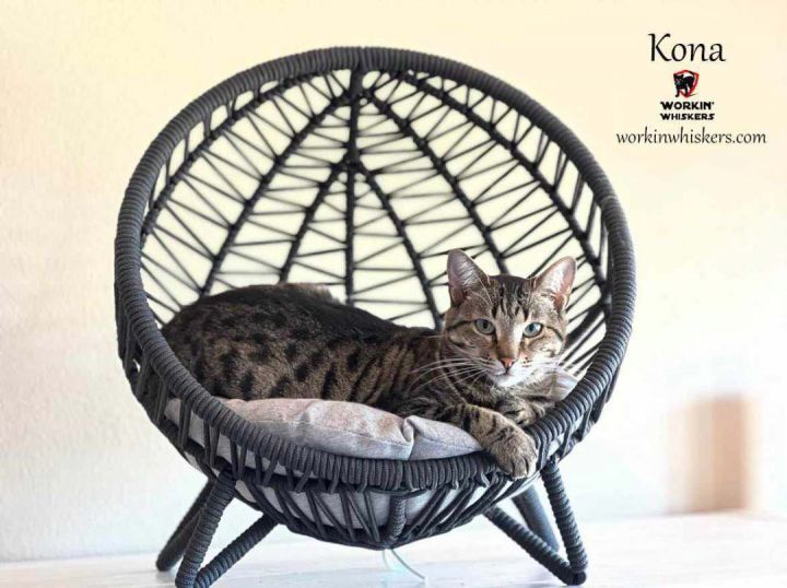 KONA, an adoptable Egyptian Mau & Domestic Short Hair Mix in Beaumont, CA_image-1