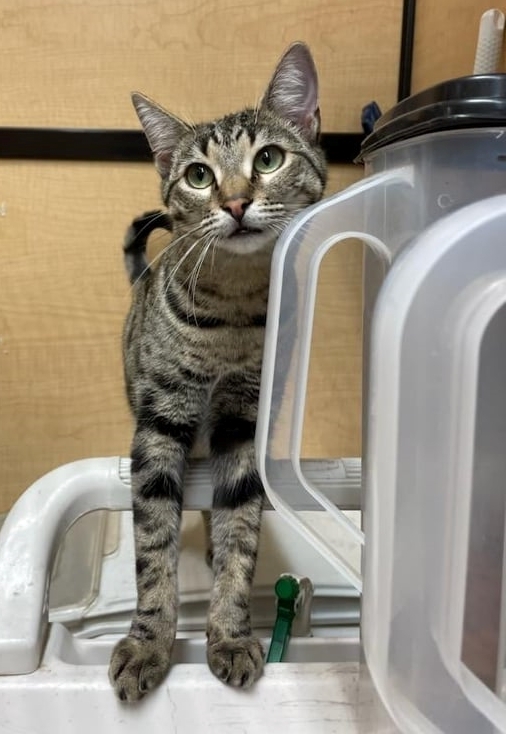 KONA, an adoptable Egyptian Mau & Domestic Short Hair Mix in Beaumont, CA_image-6