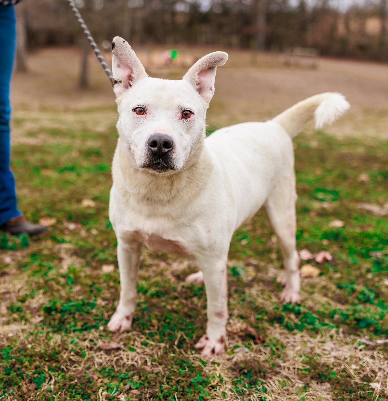 Phoenix, an adoptable Labrador Retriever, Mountain Cur in Sparta, TN, 38583 | Photo Image 1