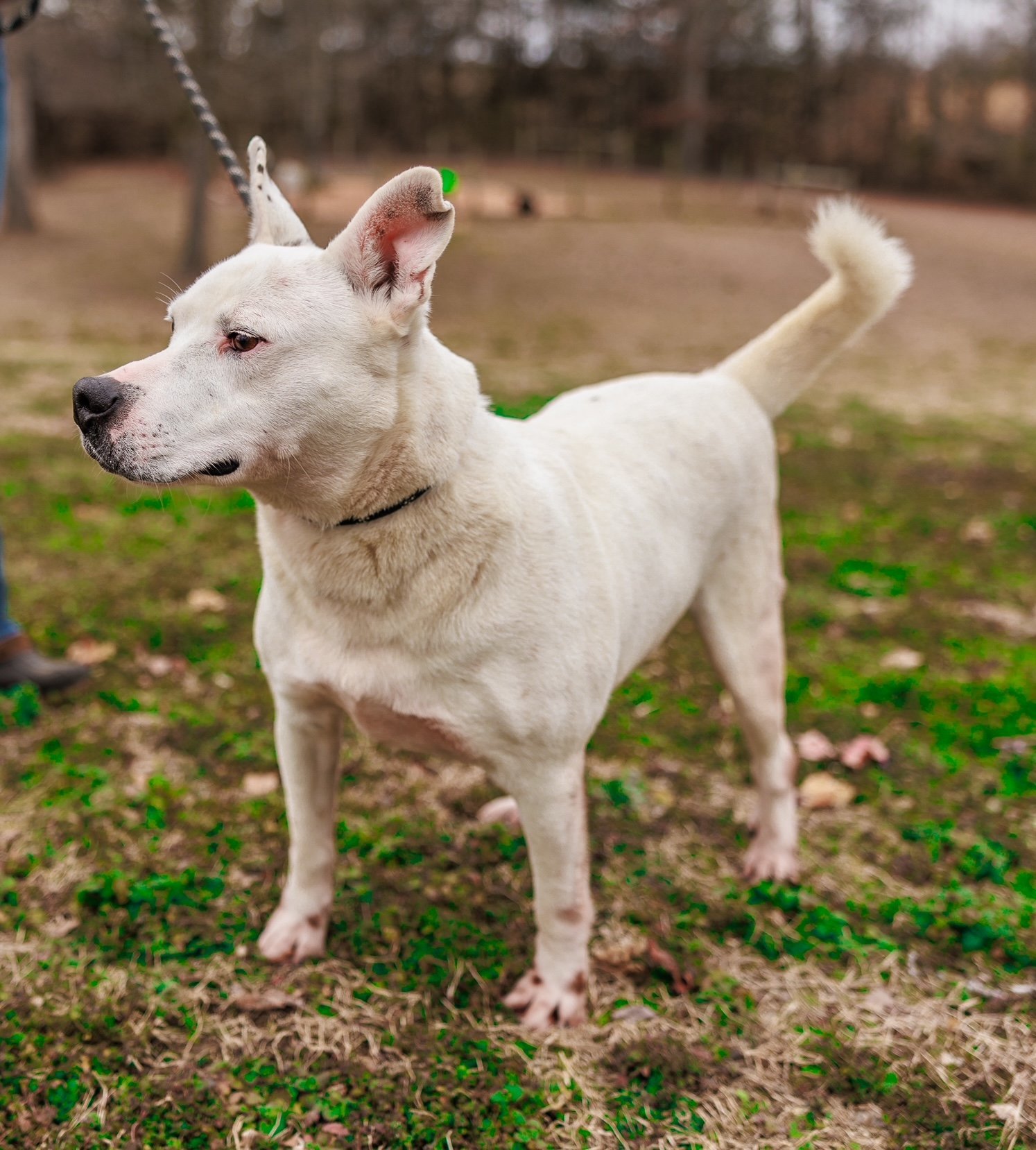 Phoenix, an adoptable Labrador Retriever, Mountain Cur in Sparta, TN, 38583 | Photo Image 2