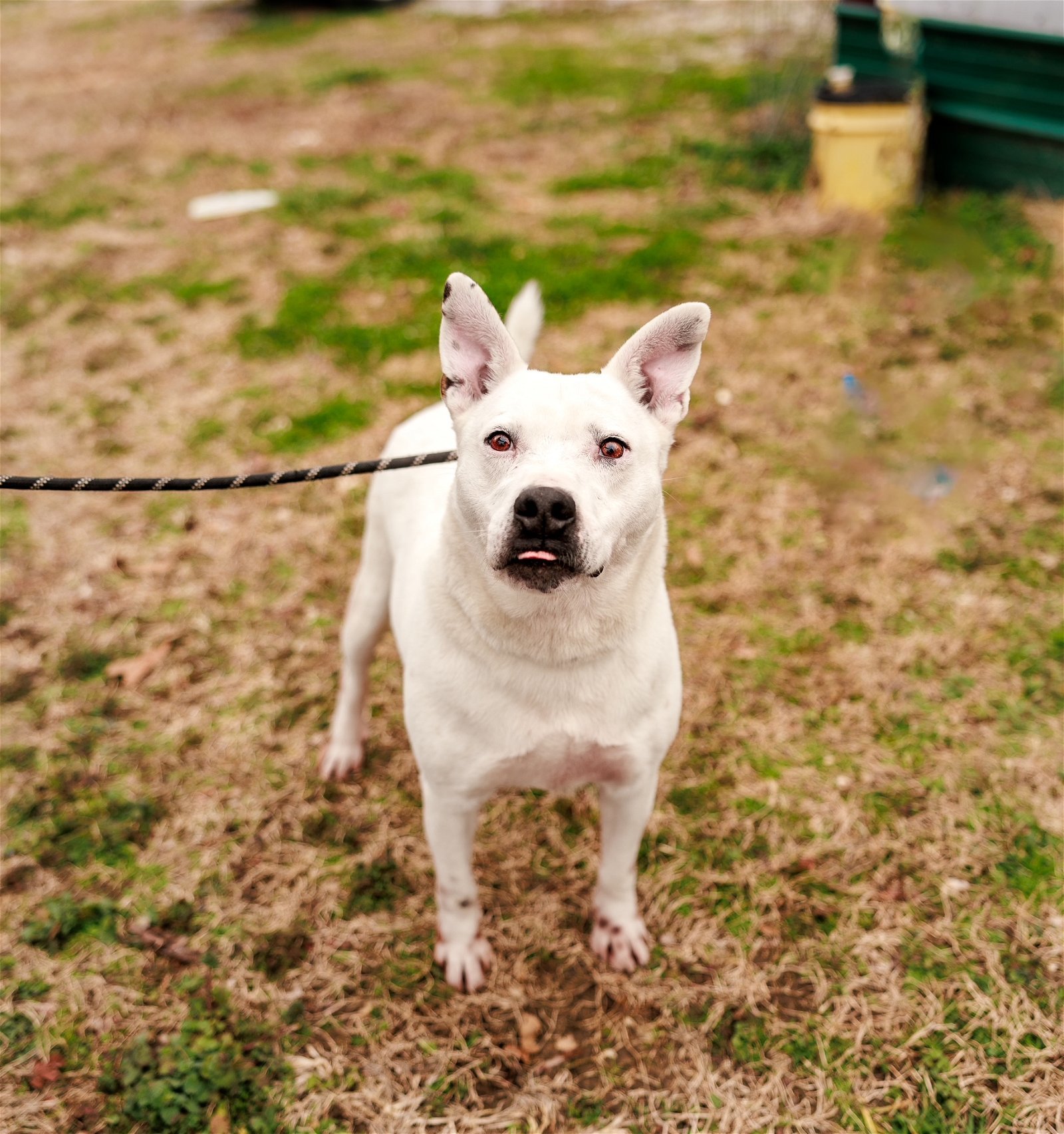Phoenix, an adoptable Labrador Retriever, Mountain Cur in Sparta, TN, 38583 | Photo Image 3