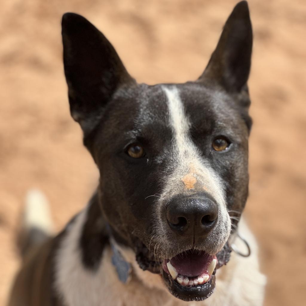 Keanu, an adoptable Border Collie in Kanab, UT, 84741 | Photo Image 1