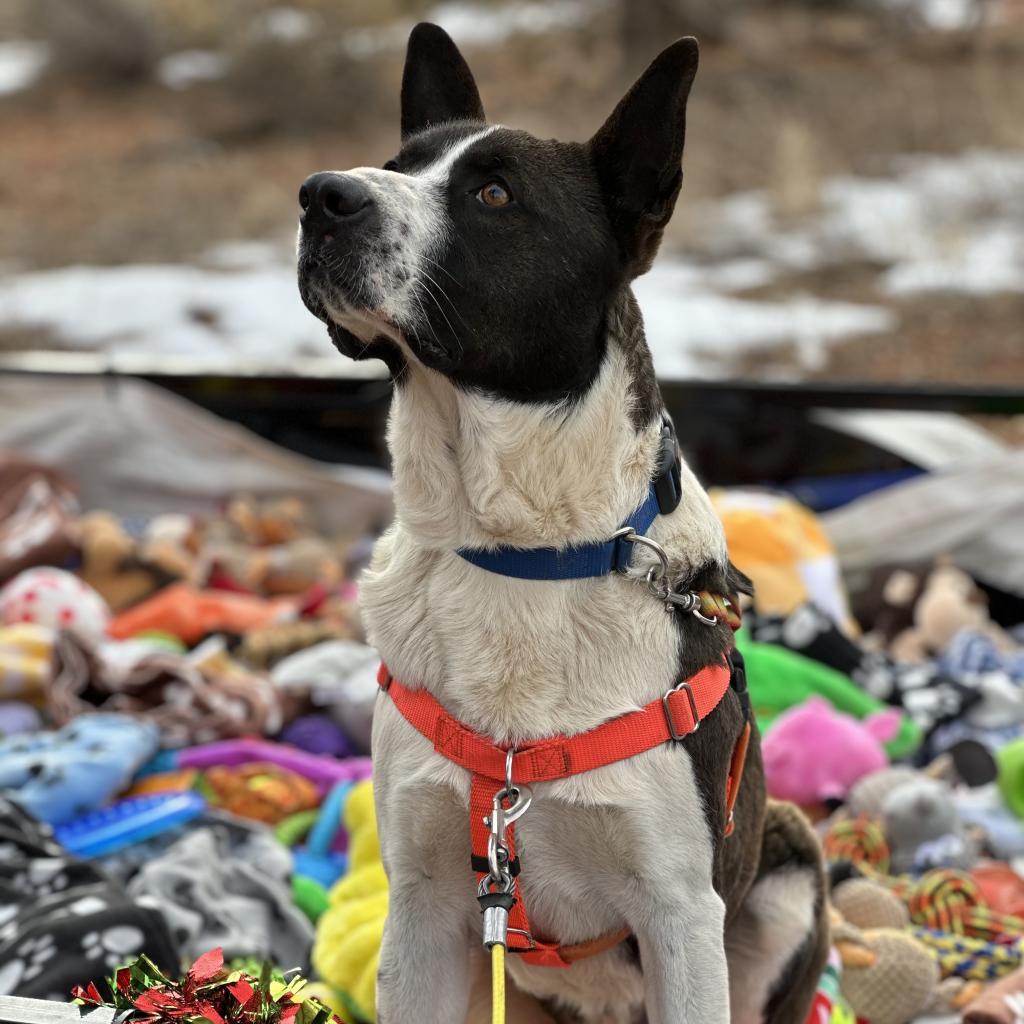 Keanu, an adoptable Border Collie in Kanab, UT, 84741 | Photo Image 1