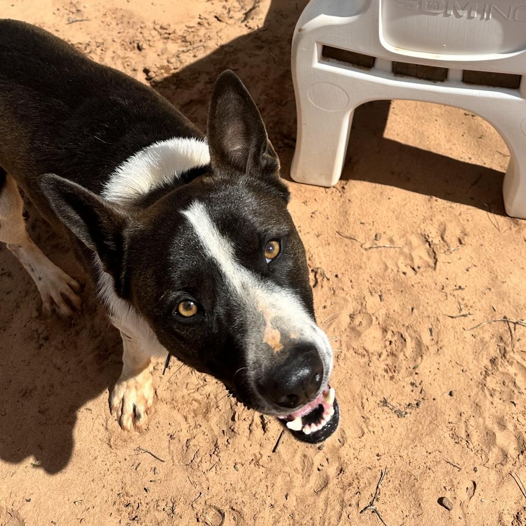 Keanu, an adoptable Border Collie in Kanab, UT, 84741 | Photo Image 2