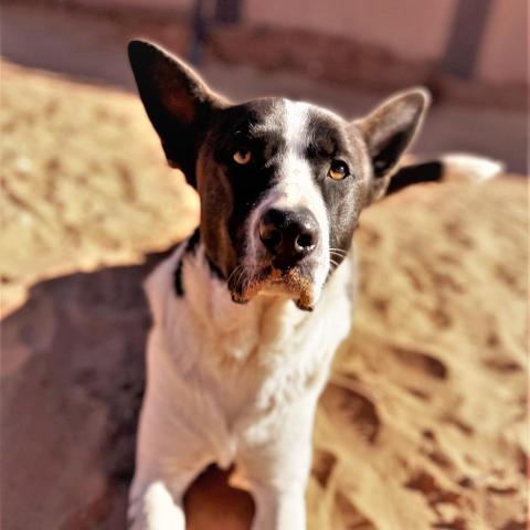 Keanu, an adoptable Border Collie in Kanab, UT, 84741 | Photo Image 3