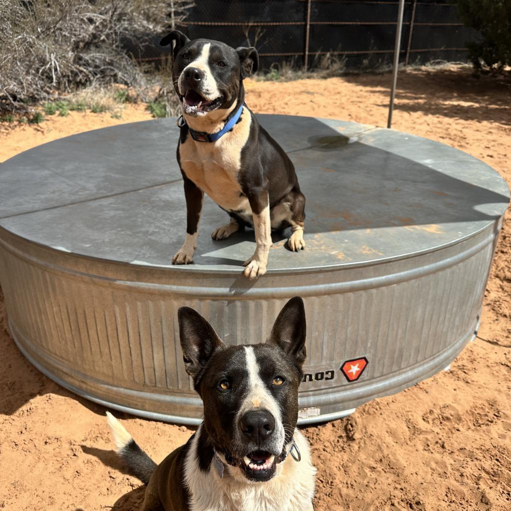 Keanu, an adoptable Border Collie in Kanab, UT, 84741 | Photo Image 3