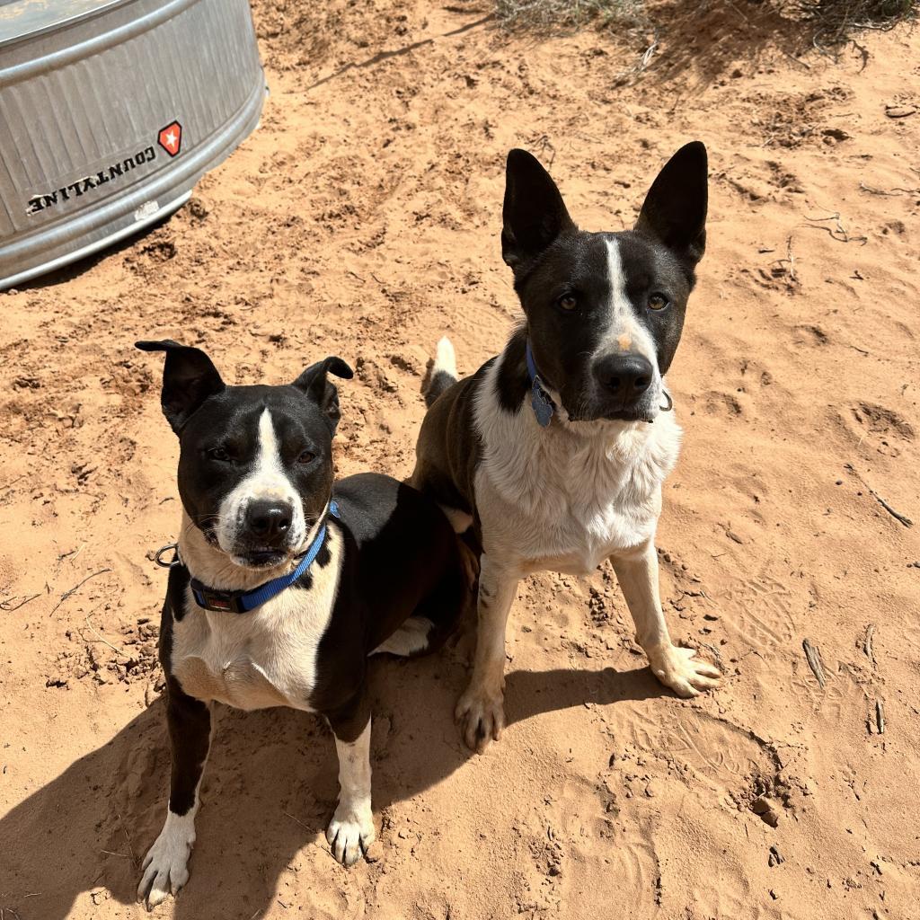 Keanu, an adoptable Border Collie in Kanab, UT, 84741 | Photo Image 3