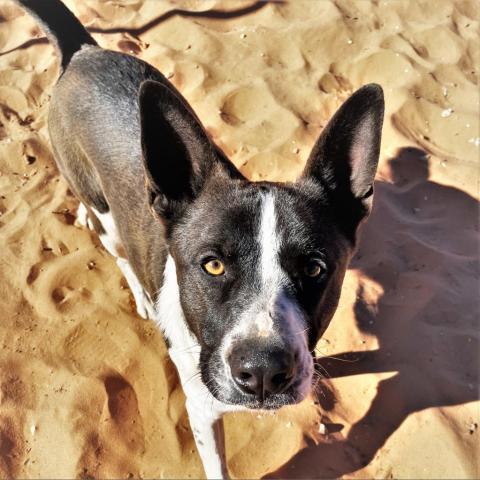 Keanu, an adoptable Border Collie in Kanab, UT, 84741 | Photo Image 4