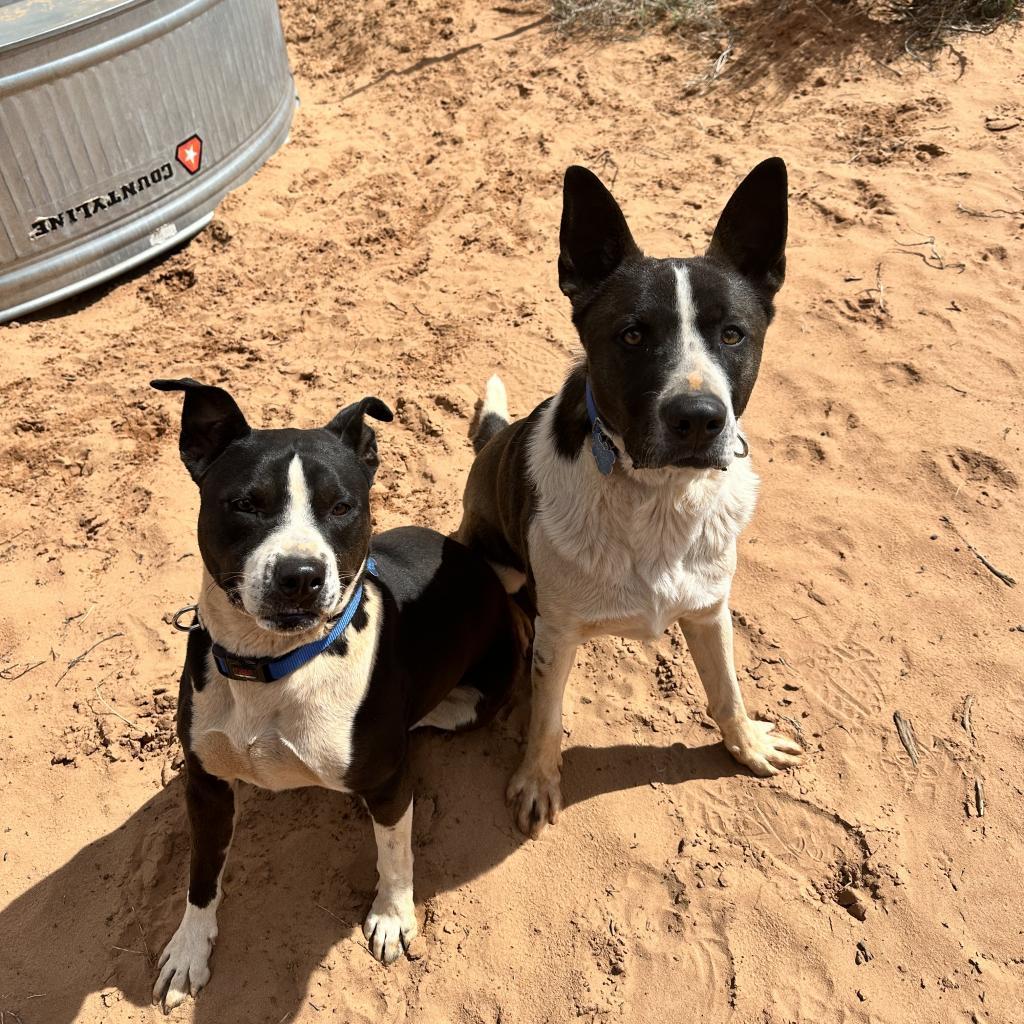 Keanu, an adoptable Border Collie in Kanab, UT, 84741 | Photo Image 4