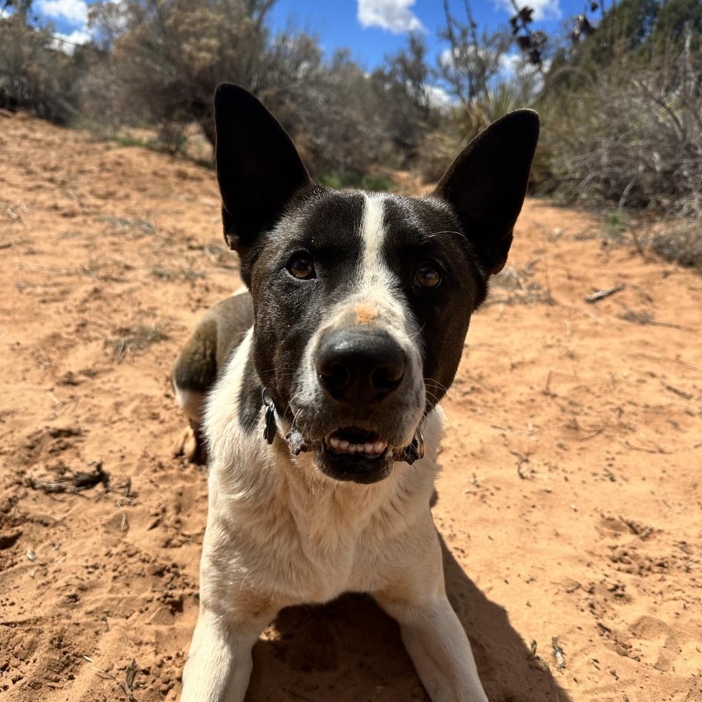 Keanu, an adoptable Border Collie in Kanab, UT, 84741 | Photo Image 4