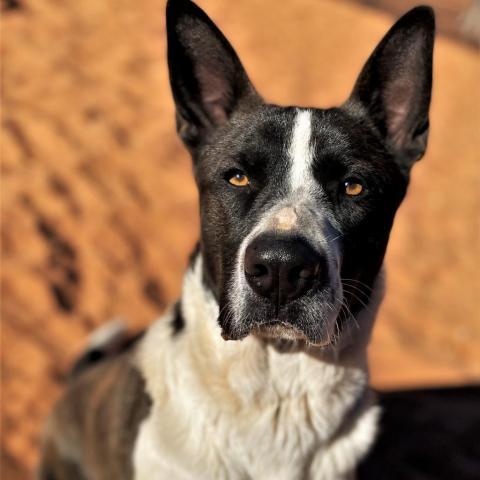 Keanu, an adoptable Border Collie in Kanab, UT, 84741 | Photo Image 5