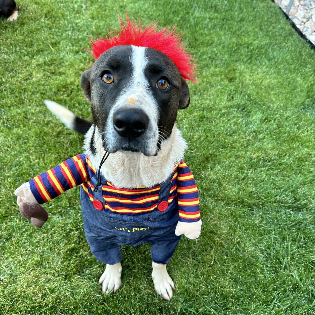 Keanu, an adoptable Border Collie in Kanab, UT, 84741 | Photo Image 5