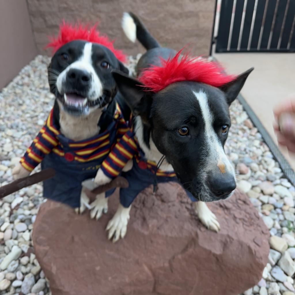 Keanu, an adoptable Border Collie in Kanab, UT, 84741 | Photo Image 6