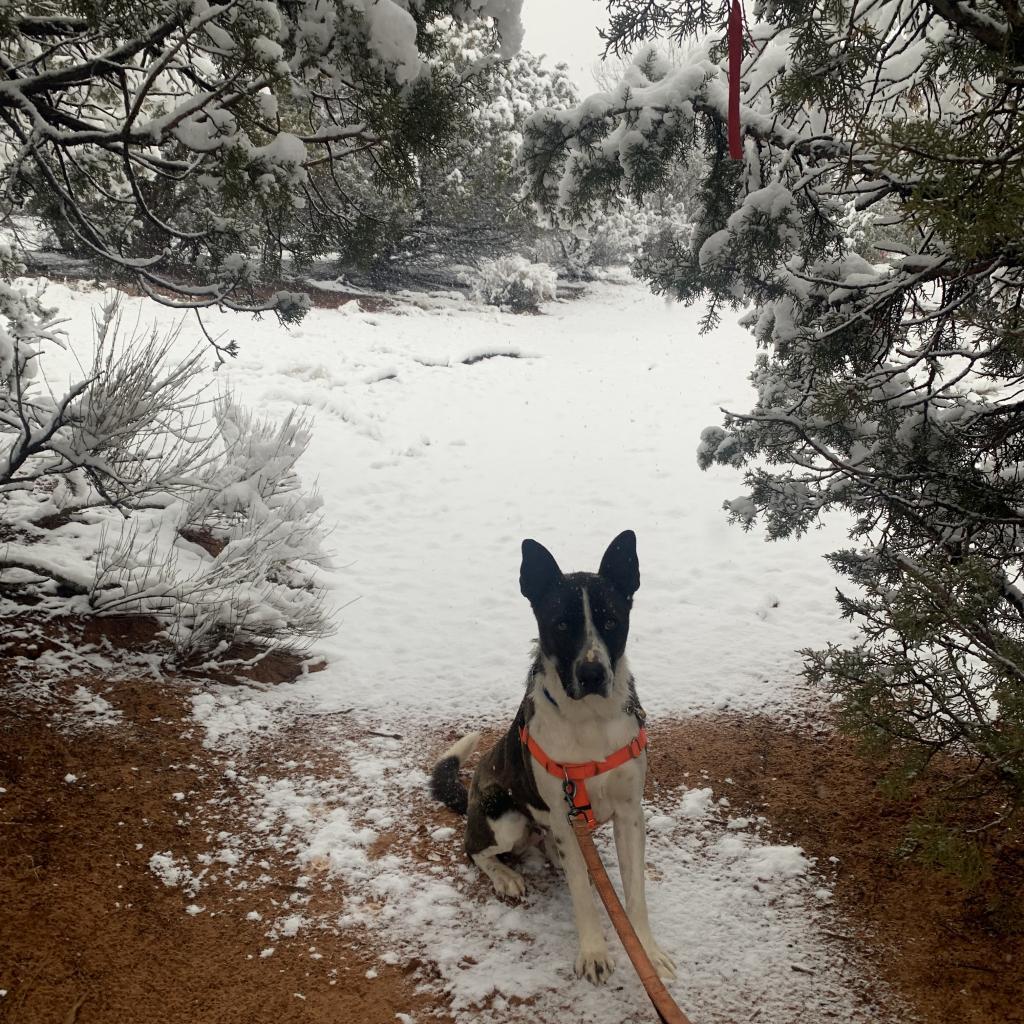 Keanu, an adoptable Border Collie in Kanab, UT, 84741 | Photo Image 6