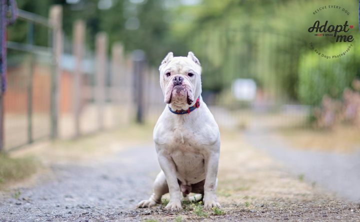 Loverboy, an adoptable English Bulldog in Seattle, WA_image-1