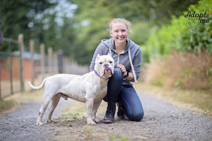 Loverboy, an adoptable English Bulldog in Seattle, WA_image-3