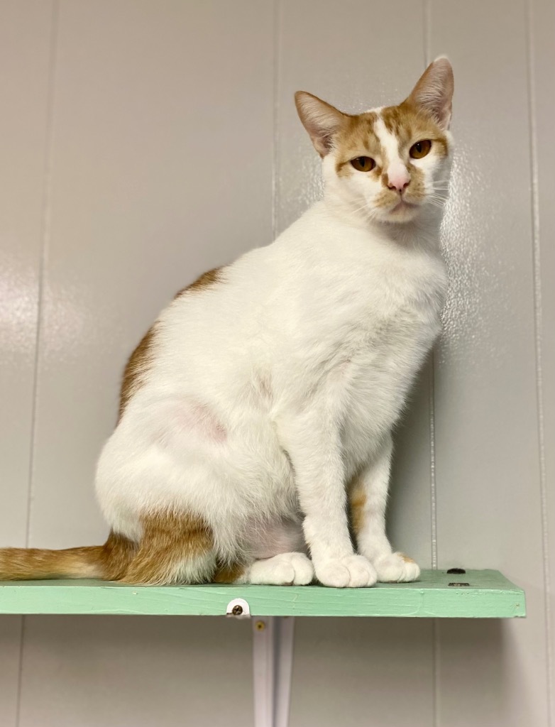 Chips, an adoptable Domestic Short Hair in Portland, IN, 47371 | Photo Image 1