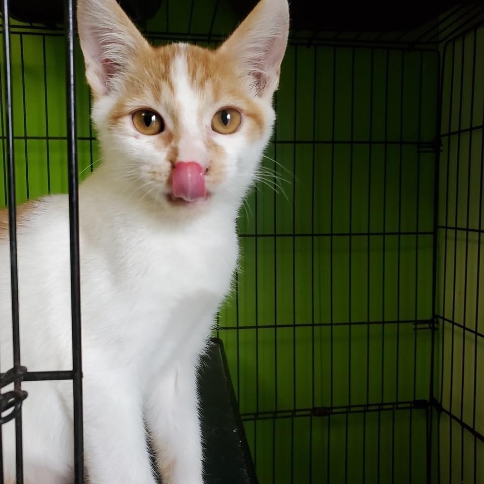 Chips, an adoptable Domestic Short Hair in Portland, IN, 47371 | Photo Image 2