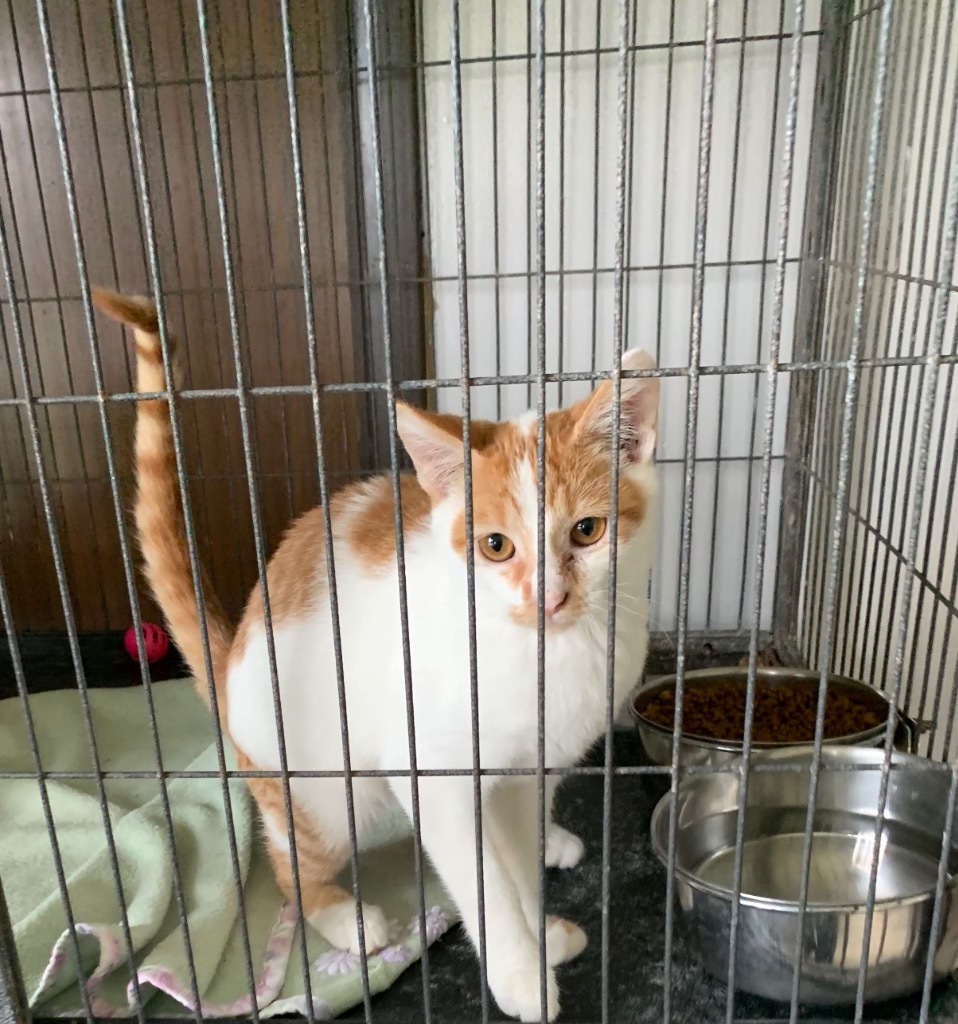 Chips, an adoptable Domestic Short Hair in Portland, IN, 47371 | Photo Image 3