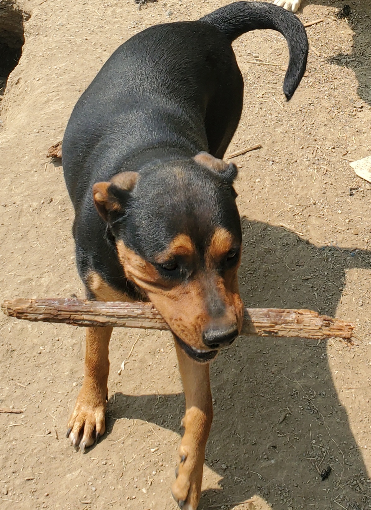 Dog for adoption Betty, a Shepherd Mix in Walthill, NE Petfinder