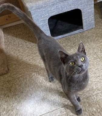 Earl Grey, an adoptable Domestic Short Hair in Sistersville, WV_image-1